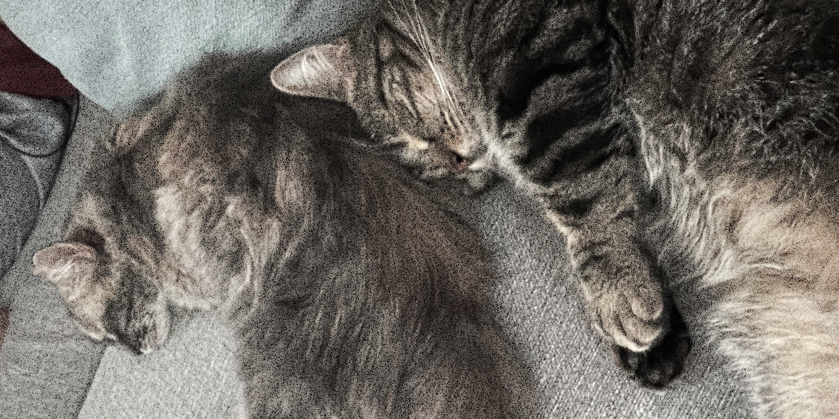 A white tortie cat cuddled up in a c shape next to a sleeping brown minuet.